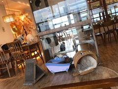 -猫小主咖啡·猫咖cat cafe(福田店)