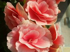 -三圣花乡旅游区