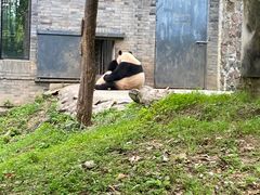 -都江堰中华大熊猫苑