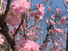 -天适樱花悠乐园