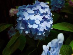 -上海滨江森林公园