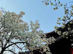 -灵谷景区