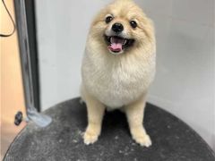 -帕帕拉兹宠物(亚洲旗舰店)