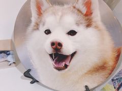 -Husky Go! 哈士奇体验馆·宠物咖啡厅狗咖