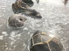 -摩拉基大圆石