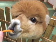 -藦茜花园宠物主题亲子互动体验馆(国顺东路店)