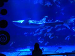 -烟台海昌鲸鲨海洋公园