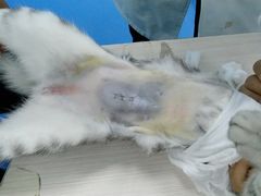 -佳怡动物医院·平价24小时·猫专科骨外科