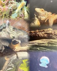 -Zoolung Zoolung动物主题公园(海信广场店)