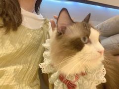 -啵啵喵·猫咖(攀华国际店)