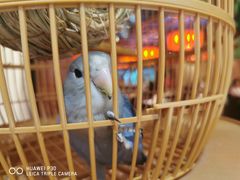 -小吊梨汤·北京菜·烤鸭(西直门凯德店)