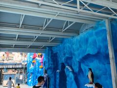 -芜湖新华联大白鲸海洋公园