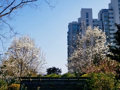 -新湖明珠城