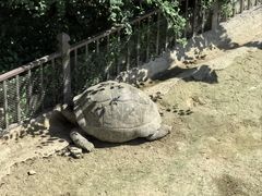 -广东惠东海龟国家级自然保护区