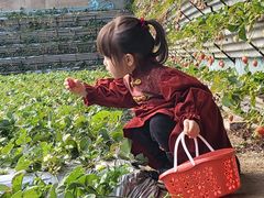 -大自然农场蔬菜草莓采摘园