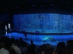 -烟台海昌鲸鲨海洋公园