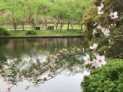 -上海共青森林公园