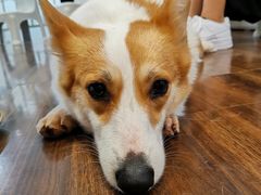 -柯斗斗主题餐厅·狗咖·围炉煮茶·茶饮(国瑞升平里店)