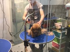 -PETKIT 小佩宠物·低压洗护·美容·寄养(安远店)