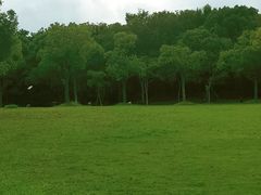 -上海吴淞炮台湾国家湿地公园