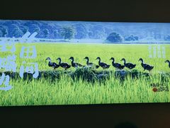 -杨厨的田园饭店(长城路店)