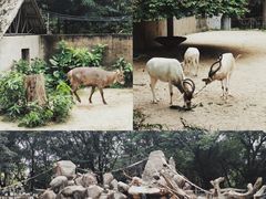 -广州动物园