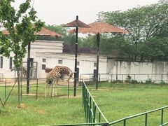 -合肥野生动物园