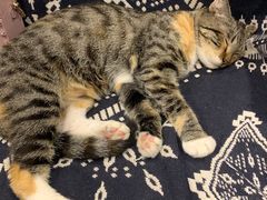 -平行世界·猫咖(首经贸店)