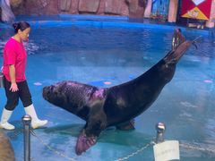 -烟台海昌鲸鲨海洋公园