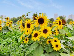 -武汉理工大学（南湖新校区）-图书馆