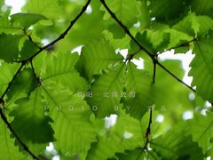 -北陵公园