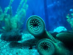 -瑞普利水族馆