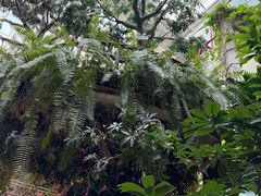 -正佳雨林生态植物园