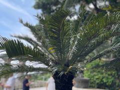 -亚龙湾热带天堂森林公园