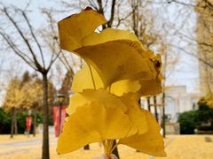 -复旦大学江湾校区食堂