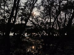 -福田红树林生态公园