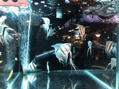 -宠物世家(仲盛世界商城店)