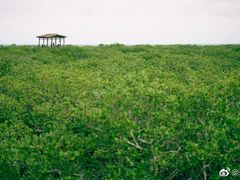 -北海金海湾红树林生态旅游区