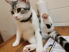 -李小姐の猫咖啡馆(五角场店)