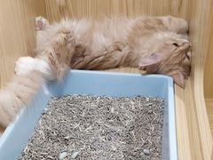 -屋虎猫馆(宝安大仟里店)