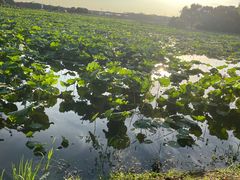 -荷塘月色湿地公园·向阳花洲