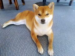 -柴源莊·柴小宠柴犬咖啡
