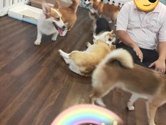 -柯斗斗主题餐厅·狗咖·围炉煮茶·茶饮(国瑞升平里店)