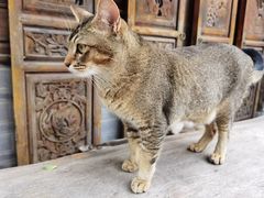 -喵屿·大理花园猫咖