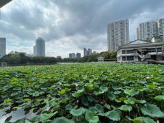 -荔湾湖公园