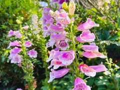 -广州市白云山风景名胜区