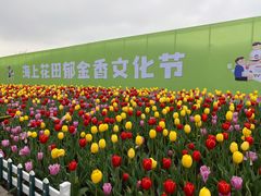 -杭州湾海上花田景区