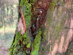 -铁山坪森林公园