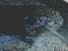 -蓝湾碧波·老字号·疍家非遗海上餐厅