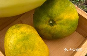 Jintang Orange Dessert
